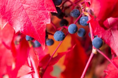 Güzel kırmızı bitki Köpek Şarabı, Kızıl Virginia Sarmaşık Şarabı, Parthenocissus Quinquefolia