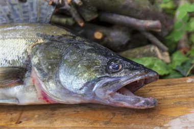 Zander ve Dişleri ayrıntılarıyla, Tatlı Su Derinlerinden Balıklar, Sander lucioperca
