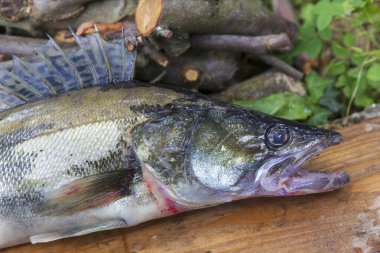 Zander ve Dişleri ayrıntılarıyla, Tatlı Su Derinlerinden Balıklar, Sander lucioperca