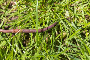 Doğada faydalı bir yer solucanı