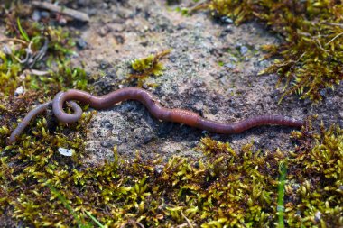 Doğada faydalı bir yer solucanı