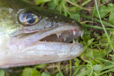 Zander ve Dişleri ayrıntılarıyla, Tatlı Su Derinlerinden Balıklar, Sander lucioperca