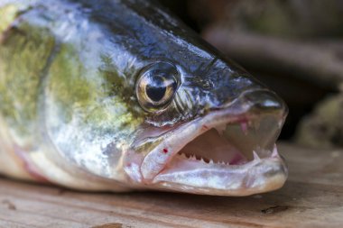 Zander ve Dişleri ayrıntılarıyla, Tatlı Su Derinlerinden Balıklar, Sander lucioperca