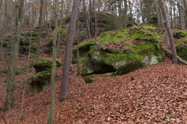 Çek Cumhuriyeti 'nin orta Bohemya Bölgesi Kokorin' de renkli sonbahar manzarası