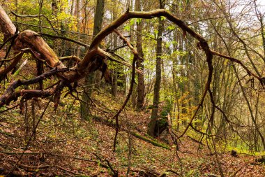 Çek Cumhuriyeti 'nin orta Bohemya Bölgesi Kokorin' de renkli sonbahar manzarası