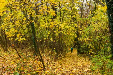 Çek Cumhuriyeti 'nin orta Bohemya Bölgesi Kokorin' de renkli sonbahar manzarası