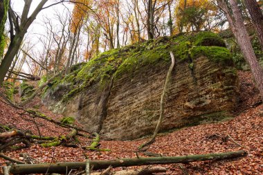 Çek Cumhuriyeti 'nin orta Bohemya Bölgesi Kokorin' de renkli sonbahar manzarası
