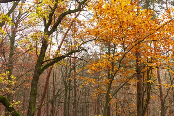 stock image Colorful autumn Landscape in the Central Bohemian Region of the Czech Republic, Kokorin