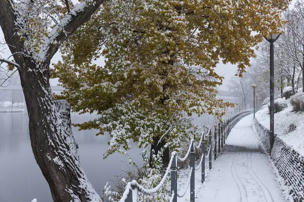 Vltava Nehri çevresindeki ağaçlarla akşam karlı doğası, Holesovice, Çek Cumhuriyeti 'nin en havalı Prag Bölgesi,