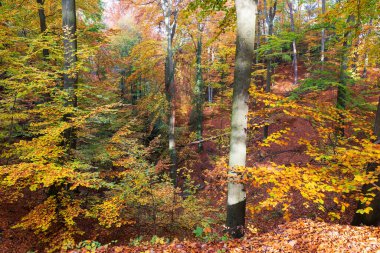 kolorowy krajobraz jesień w Czeskim Raju, Republika Czeska 