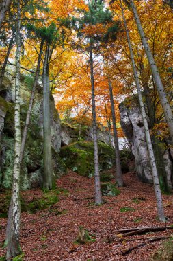 kolorowy krajobraz jesień w Czeskim Raju, Republika Czeska 