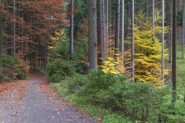 kolorowy krajobraz jesień w Czeskim Raju, Republika Czeska 