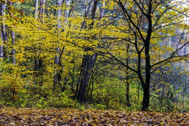 kolorowy krajobraz jesień w Czeskim Raju, Republika Czeska 