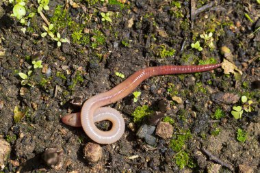 Doğada faydalı bir yer solucanı 