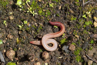 Doğada faydalı bir yer solucanı 