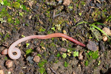 Doğada faydalı bir yer solucanı 