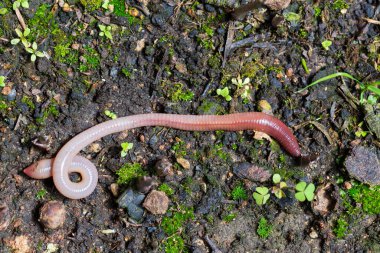 Doğada faydalı bir yer solucanı 