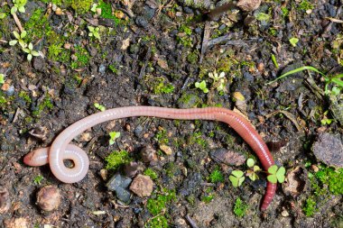 Doğada faydalı bir yer solucanı 