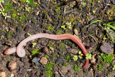 Doğada faydalı bir yer solucanı 