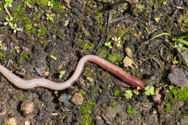 Doğada faydalı bir yer solucanı 