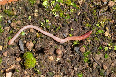 Doğada faydalı bir yer solucanı 
