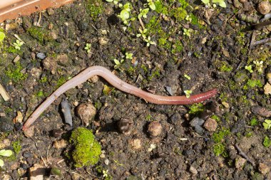 Doğada faydalı bir yer solucanı 