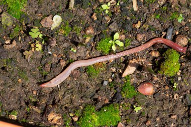 Doğada faydalı bir yer solucanı 