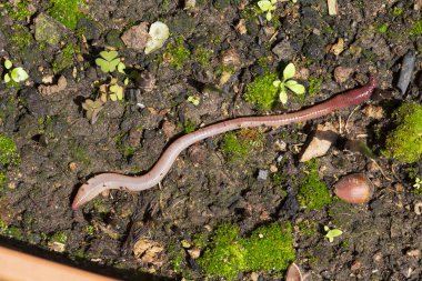 Doğada faydalı bir yer solucanı 