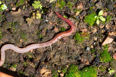 Doğada faydalı bir yer solucanı 