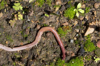 Doğada faydalı bir yer solucanı 