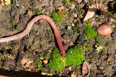 Doğada faydalı bir yer solucanı 
