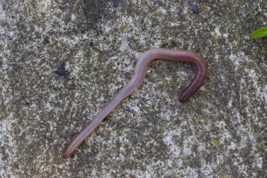 Doğada faydalı bir yer solucanı 