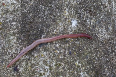 Doğada faydalı bir yer solucanı 