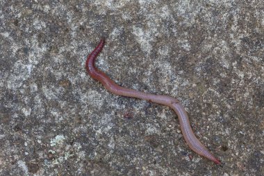 Doğada faydalı bir yer solucanı 