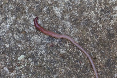 Doğada faydalı bir yer solucanı 