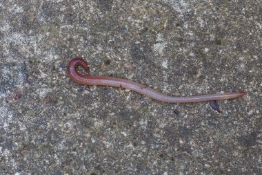 Doğada faydalı bir yer solucanı 