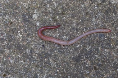 Doğada faydalı bir yer solucanı 