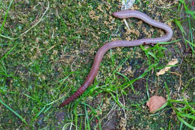 Doğada faydalı bir yer solucanı 