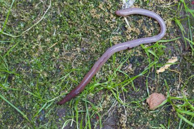 Doğada faydalı bir yer solucanı 