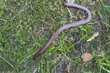 Doğada faydalı bir yer solucanı 