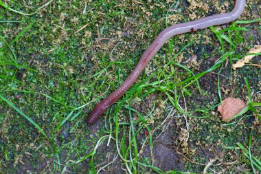 Doğada faydalı bir yer solucanı 