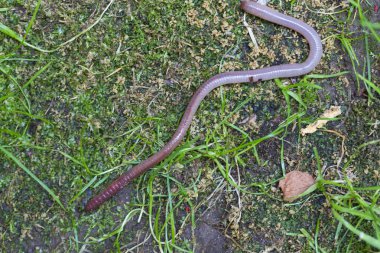 Doğada faydalı bir yer solucanı 