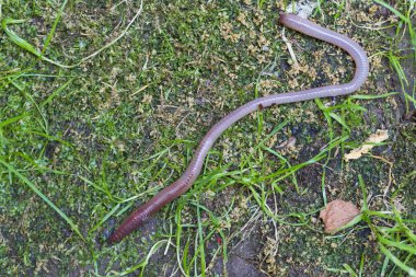 Doğada faydalı bir yer solucanı 