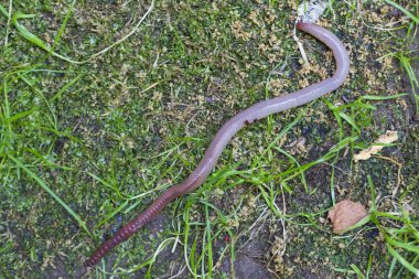 Doğada faydalı bir yer solucanı 