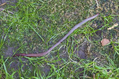 Doğada faydalı bir yer solucanı 