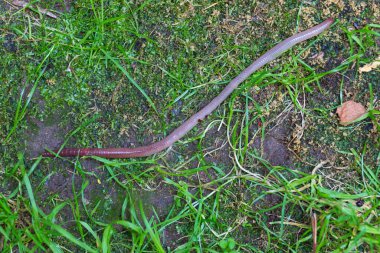 Doğada faydalı bir yer solucanı 