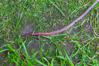 Doğada faydalı bir yer solucanı 