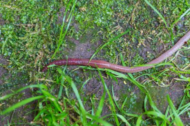 Doğada faydalı bir yer solucanı 