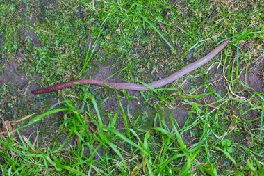 Doğada faydalı bir yer solucanı 