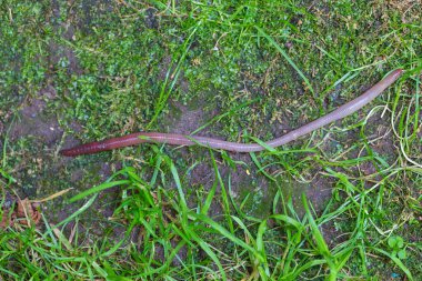 Doğada faydalı bir yer solucanı 